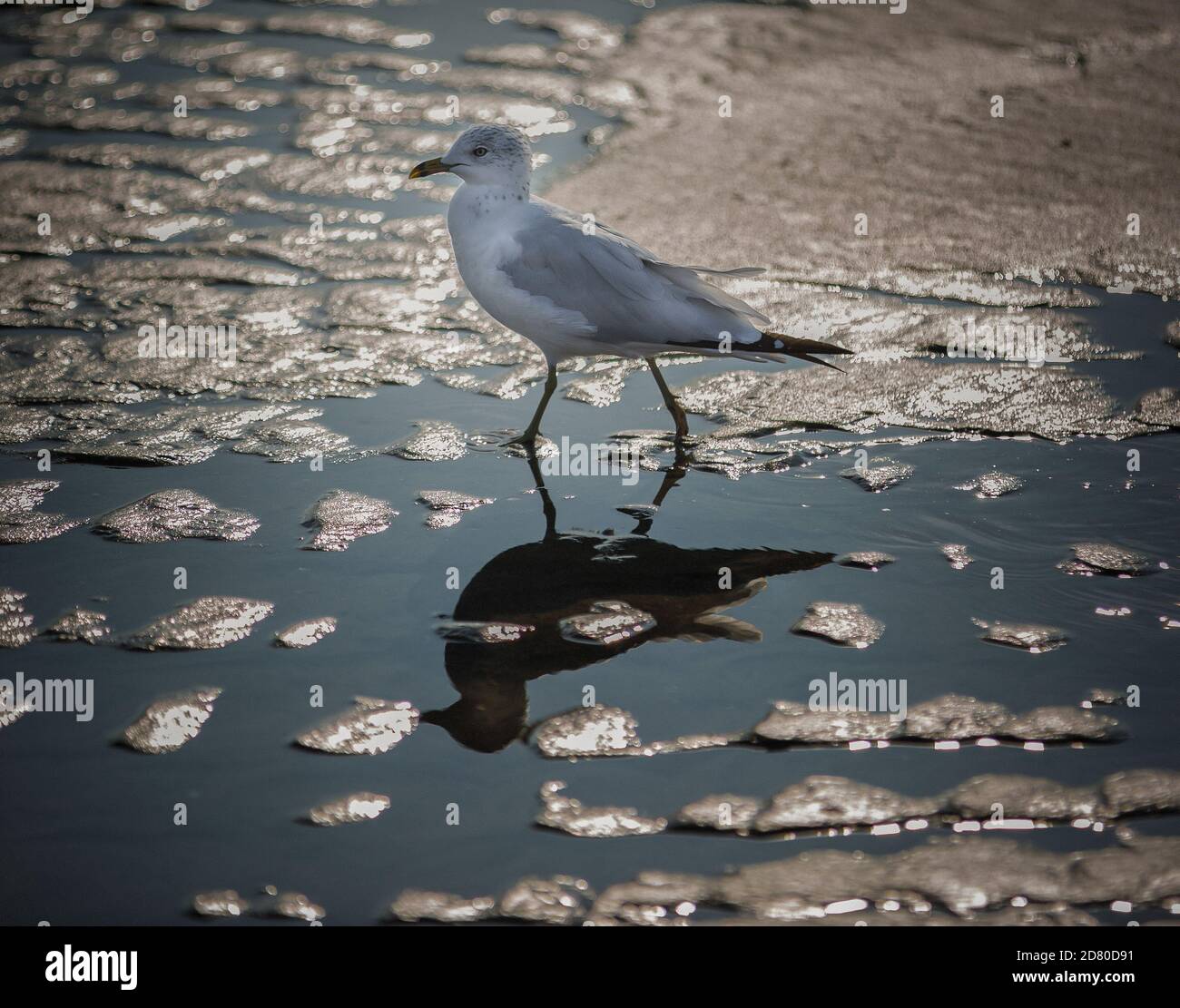 Einzelner Seevogel und Reflexionen entlang eines Strandes-10 Stockfoto