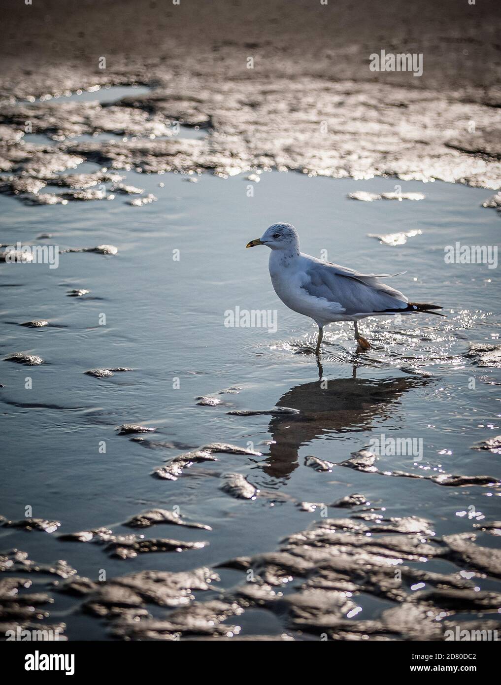 Einzelner Seevogel und Reflexionen entlang eines Strandes-5 Stockfoto