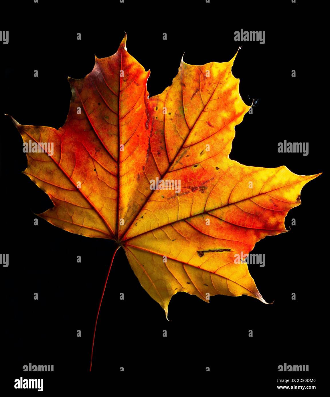 Herbstblatt auf schwarzem Hintergrund Stockfoto