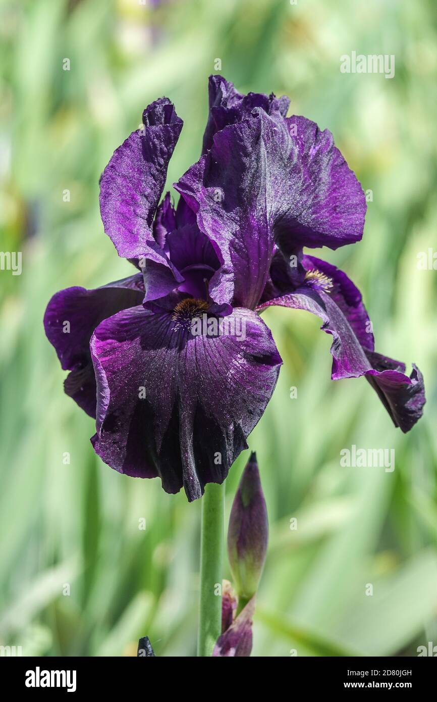 Dunkelblau violett Bärtige Iris Interpol, Blumenportrait Stockfoto