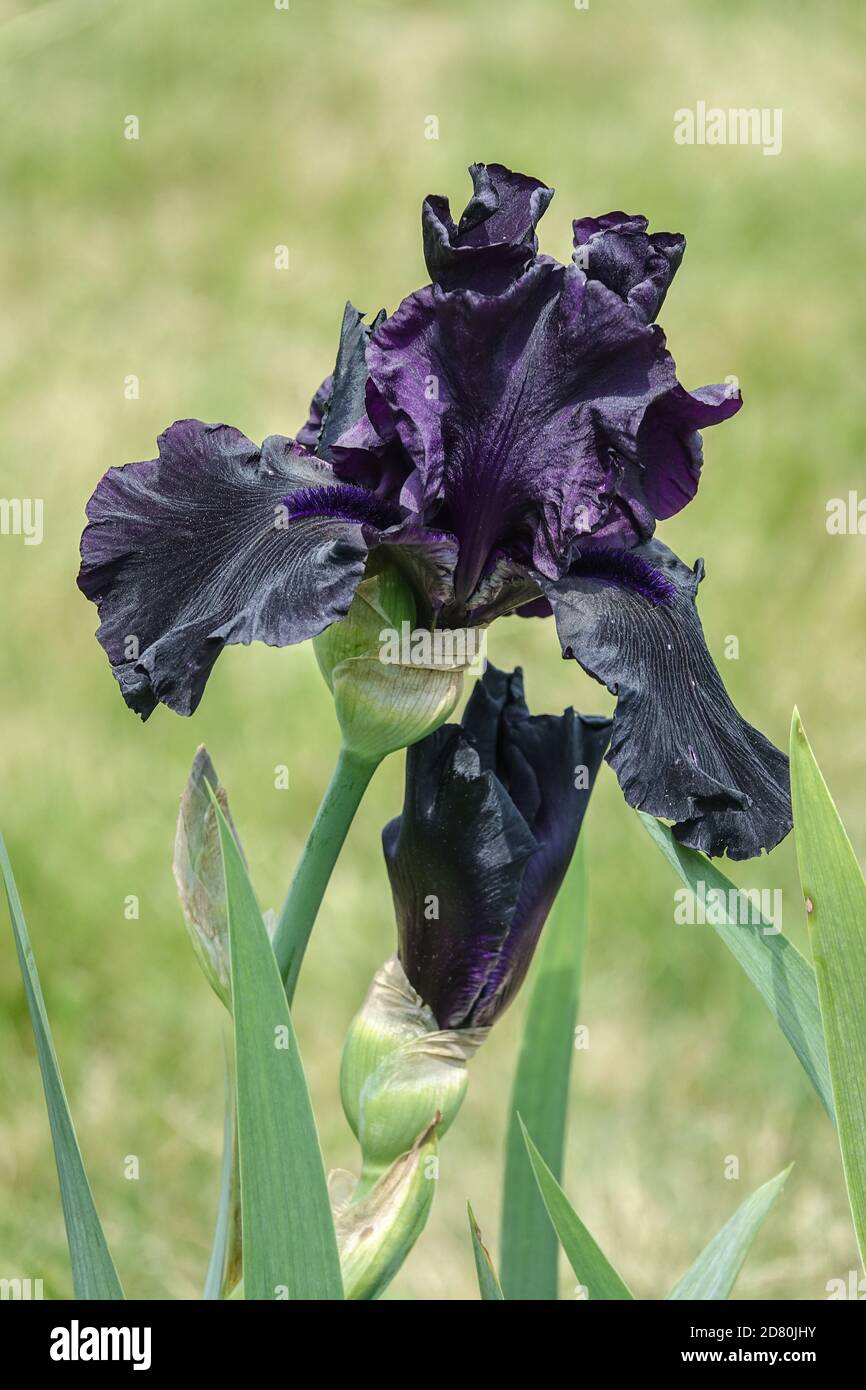 Dunkle schwarze Iris Violett große bärtige Irisblume „Hello Darkness“ Irisblume schwarzes Irisporträt Stockfoto