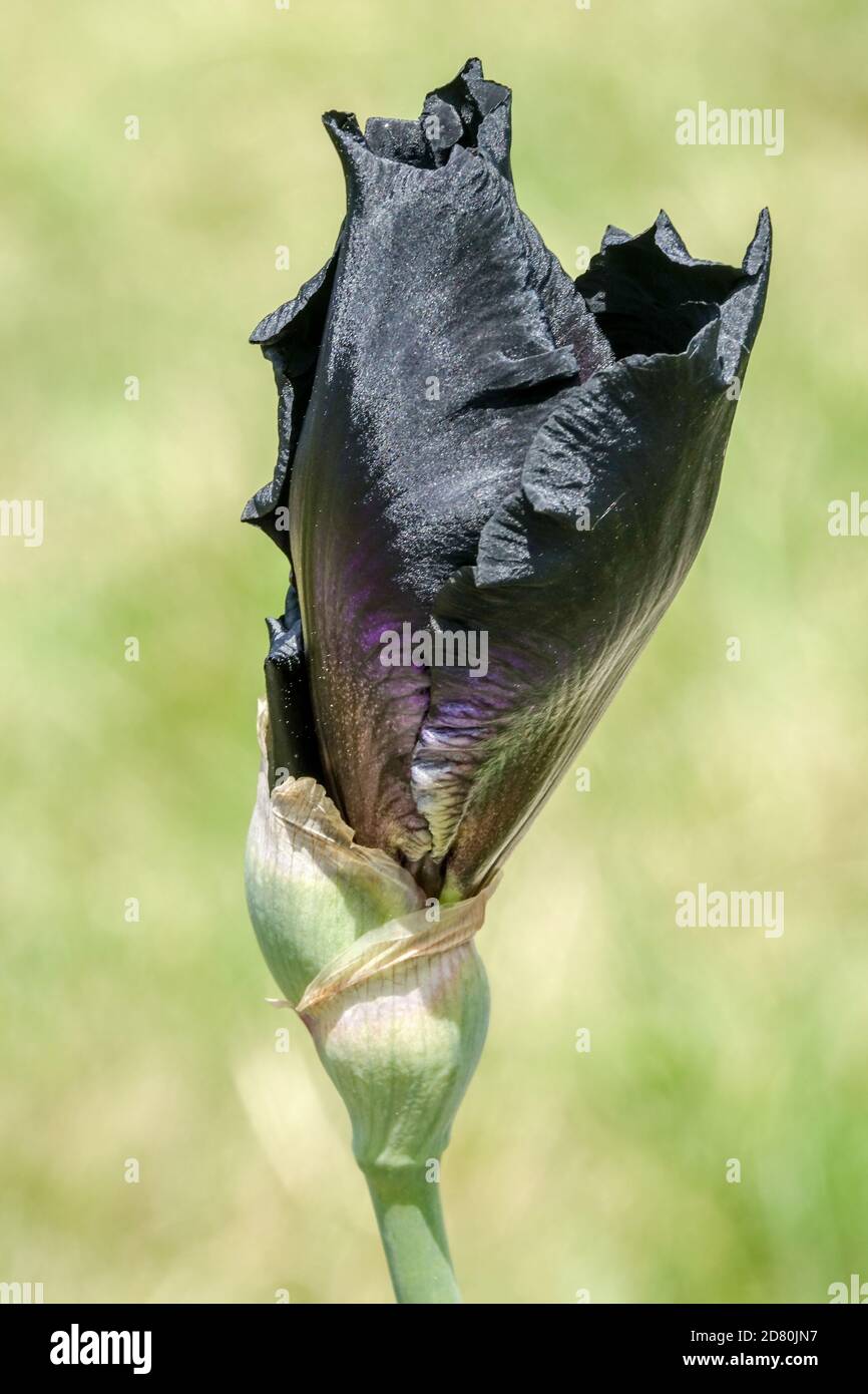 Black Iris Flower Knod Tall Bearded Iris „Here Comes the Night“ Stockfoto