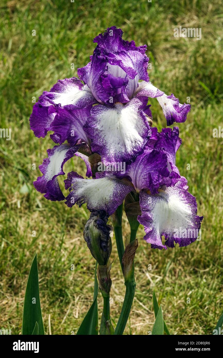 Lila weiße große Bärtige Iris Jesses Song Stockfoto