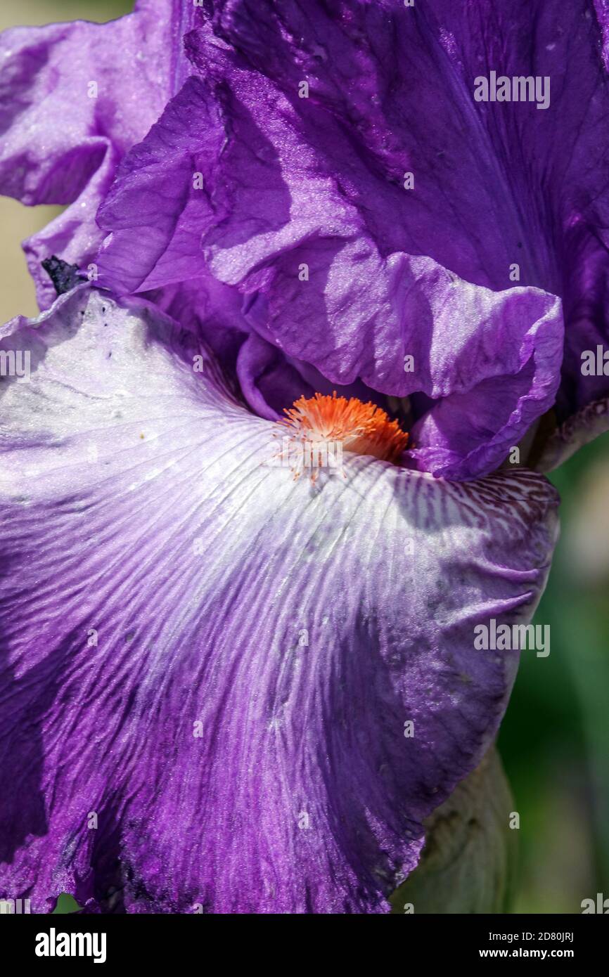 Hohe Bearded Iris River City lila Fahnen orange Bart Stockfoto