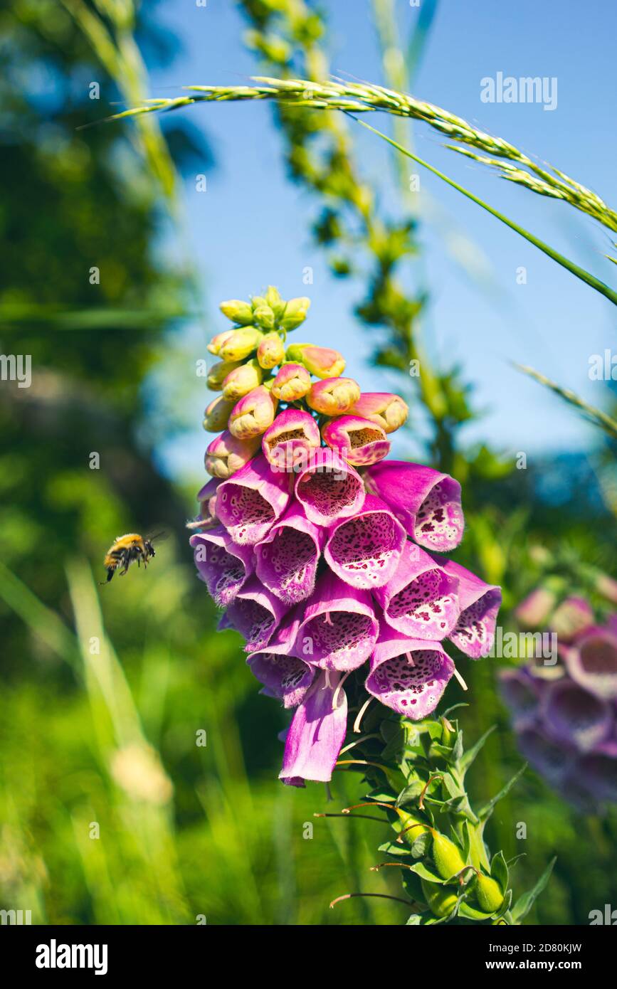 Eine Hummel im Flug neben einer farbenprächtigen rosafarbenen Fuchshandschuhblume in einer englischen Hecke in West Sussex, England, Großbritannien Stockfoto