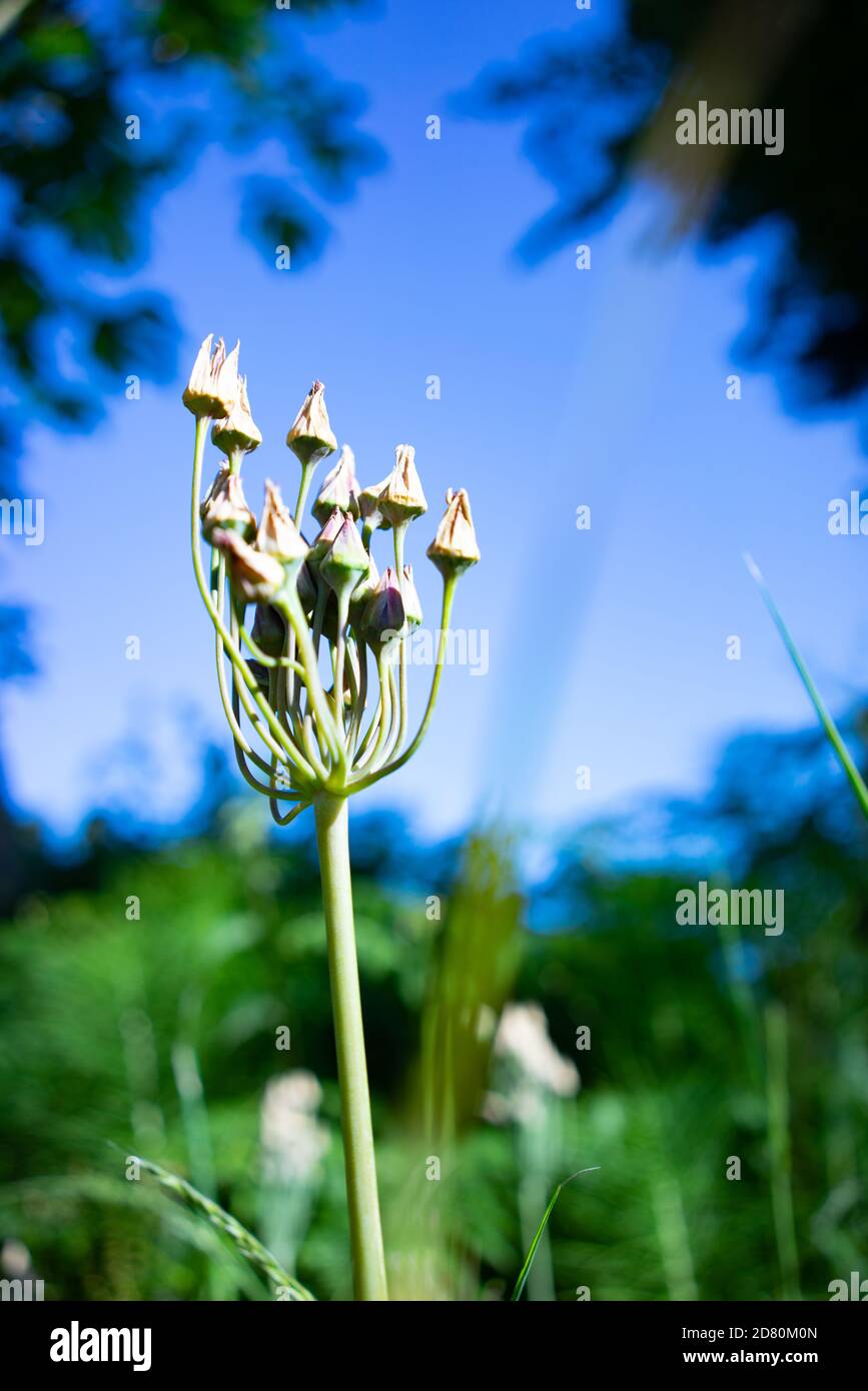 Pflanzen in einer englischen Hecke Stockfoto