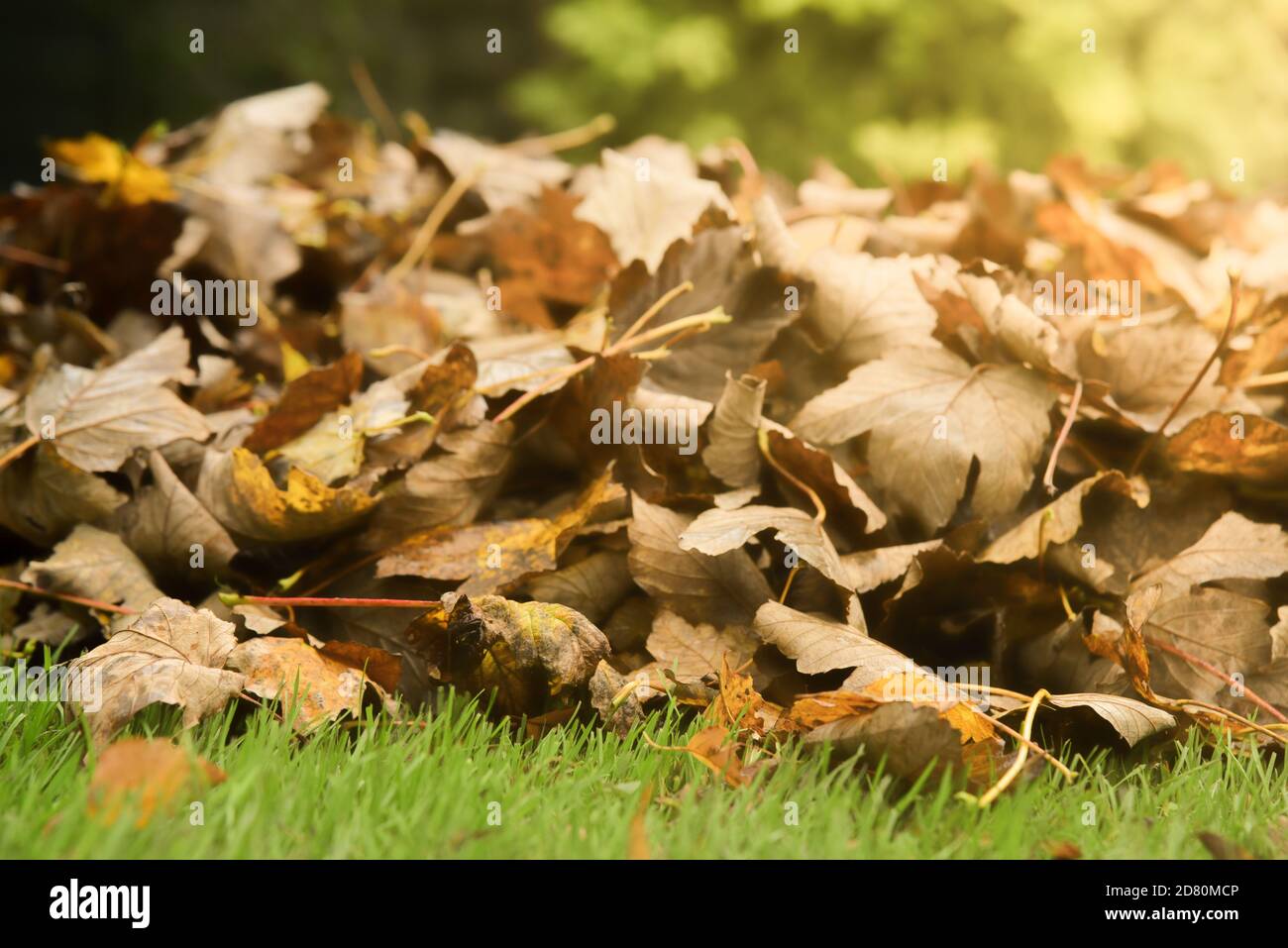Haufen Herbstblätter / Blattfall Stockfoto