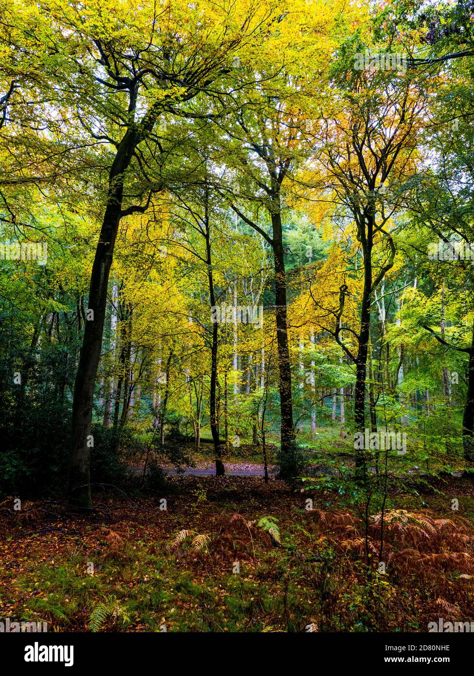 Herbstwald, Rote Blätter, Herbst, Oxfordshire Landscape, Marks Corner, South Oxfordshire, England, Großbritannien, GB. Stockfoto