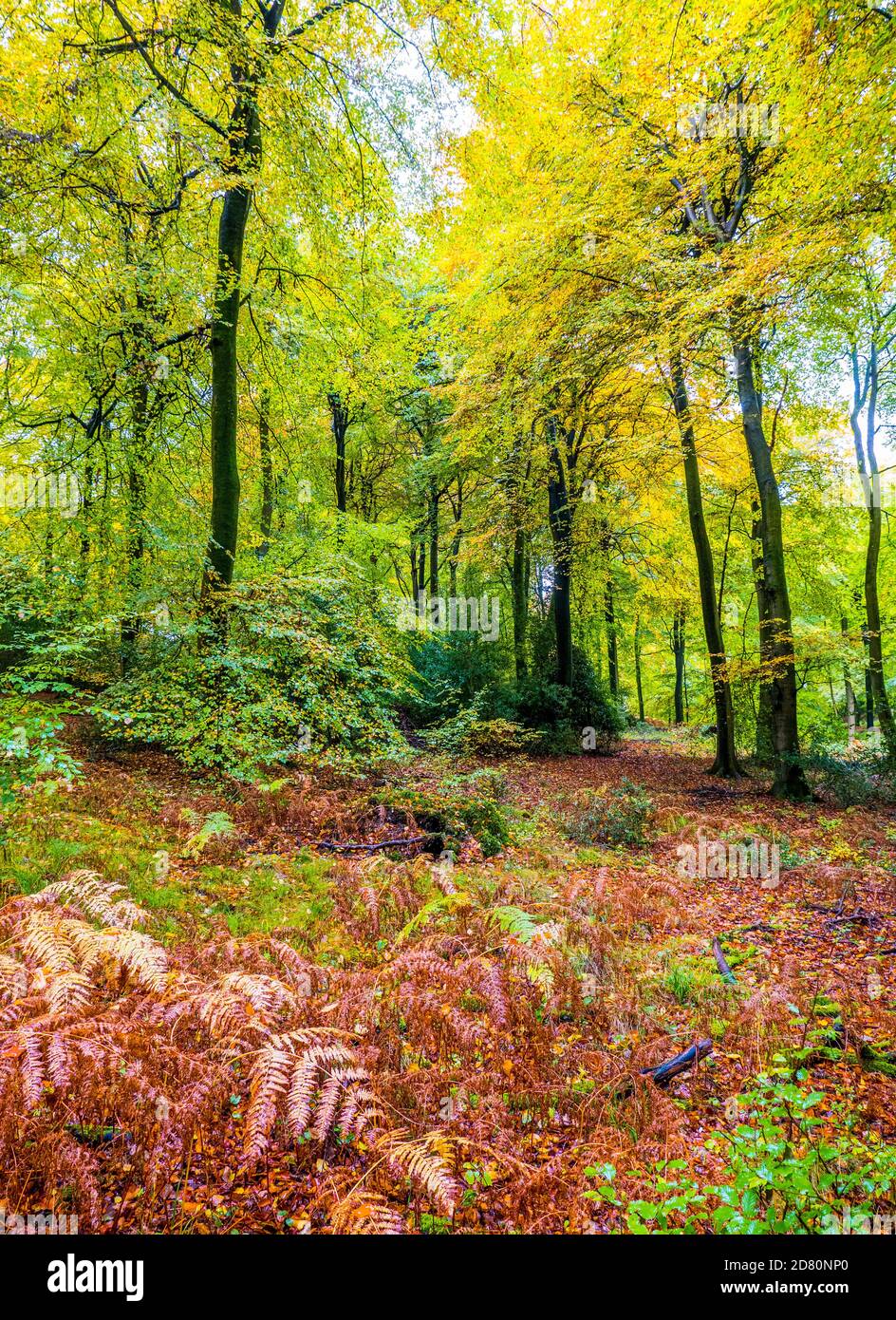 Herbstwald, Rote Blätter, Herbst, Oxfordshire Landscape, Marks Corner, South Oxfordshire, England, Großbritannien, GB. Stockfoto