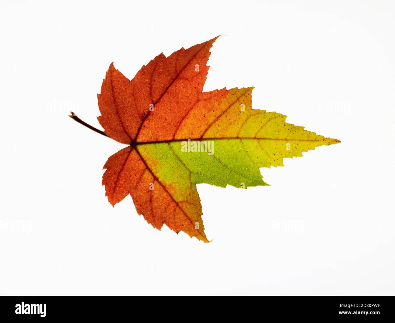 Ahornblatt Übergang in Herbstfarben Stockfoto