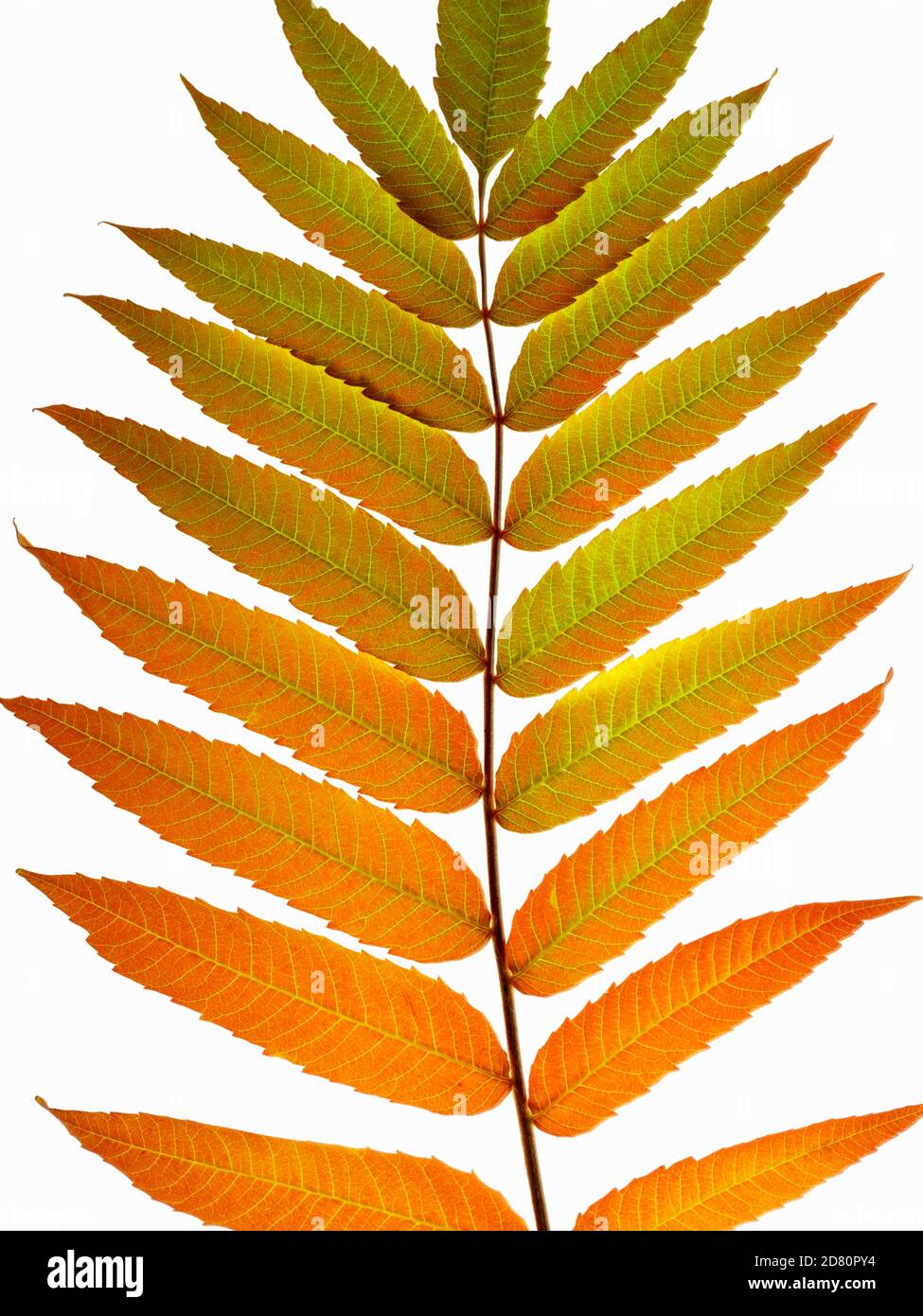 Nahaufnahme eines Sumac-Blattes, das im Herbst die Farben wechselt. Gattung Rhus, ein gutes Beispiel für Farben ändern sich wegen weniger Tageslicht Stunden. Stockfoto