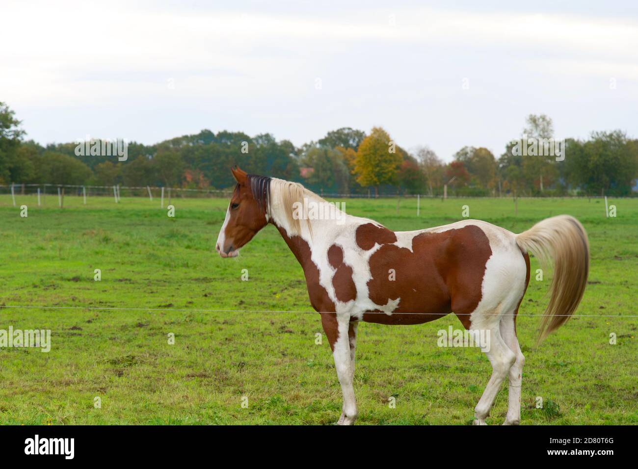 Schöne Pferde grasen auf der Weide auf dem Bauernhof an sonnigen Tag. Horizontale Komposition, Vollformat, Kopierbereich, Farbfoto. Stockfoto