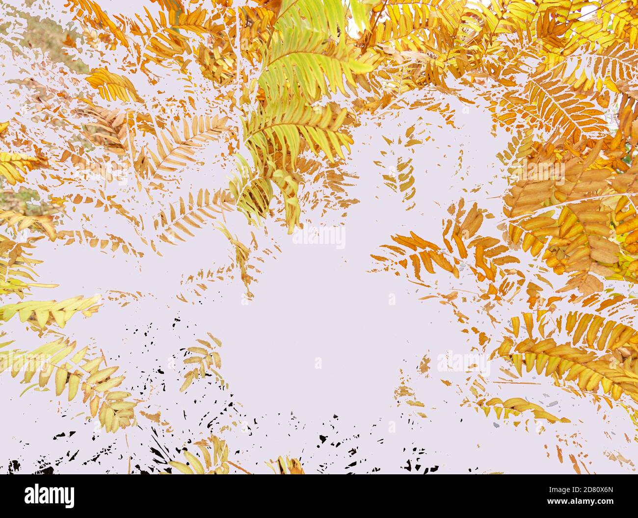 Digitale Illustration aus Skizze der Herbstfarnblätter. Kopierbereich, weißer Hintergrund, horizontale Komposition. Stockfoto
