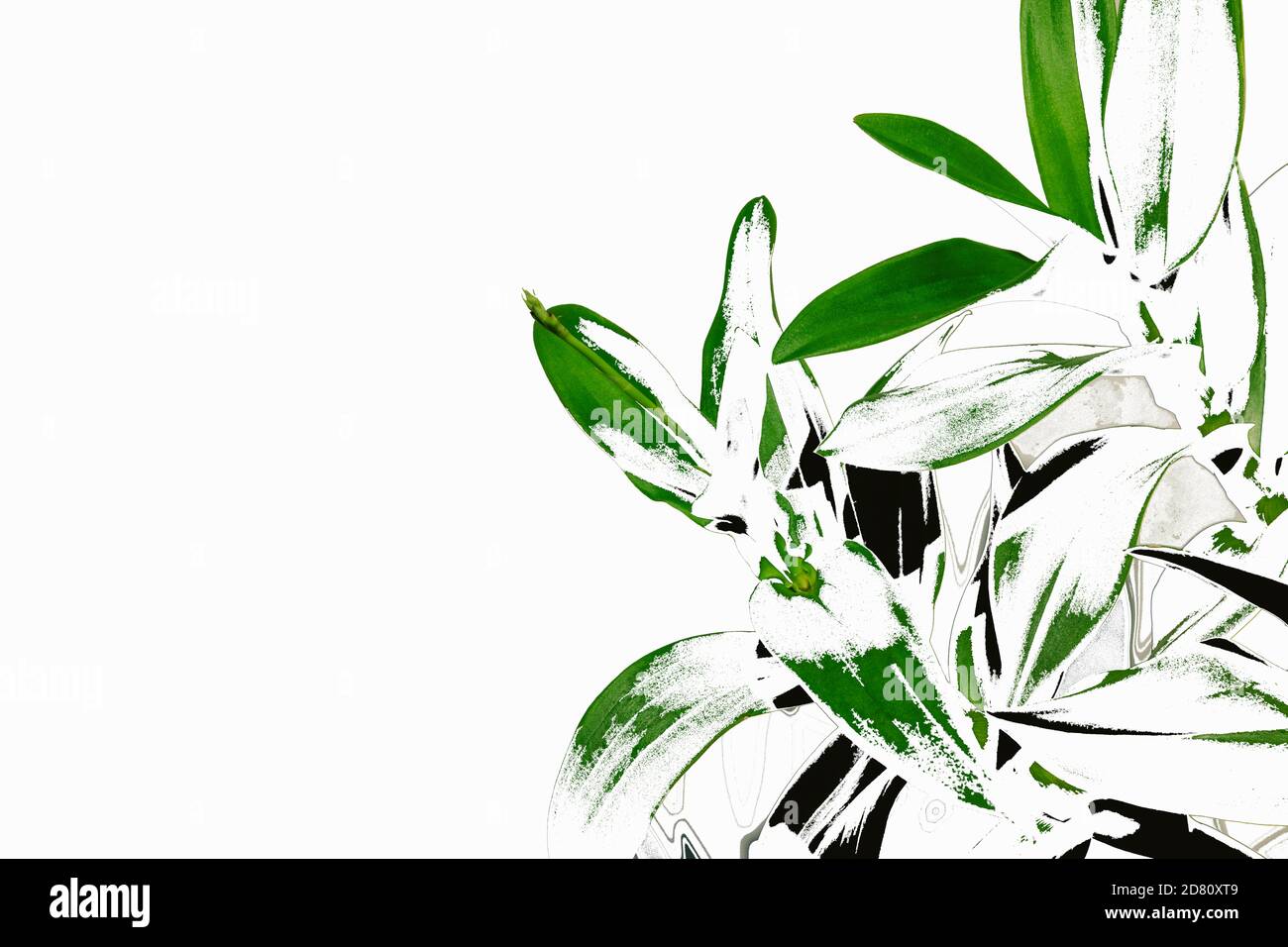Digitale Illustration der Skizze der tropischen Pflanze auf weißem Rahmen Hintergrund mit Kopieplatz. Horizontale Zusammensetzung. Stockfoto