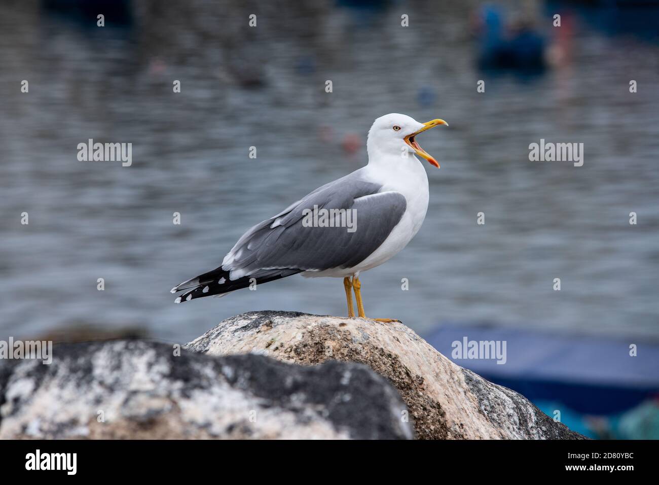 Weinende Möwe Stockfoto