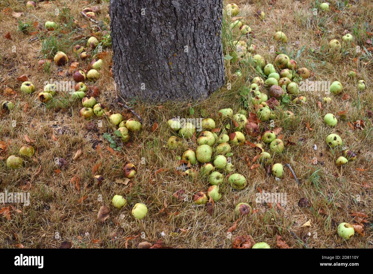 Windfall Äpfel auf dem Boden unter altem Apfelbaum und Obstgarten Stockfoto