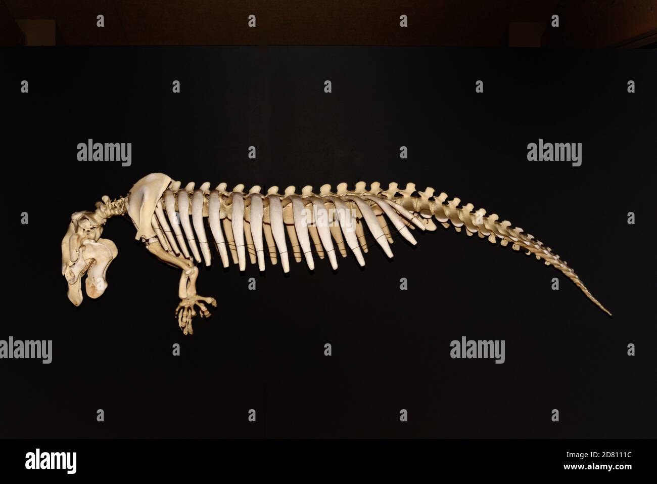 Skelett der nordamerikanischen Manatee aka West Indian Manatee oder Florida Manatee, Trichechus manatus latirostris, in Castellane Museum Provence Frankreich Stockfoto