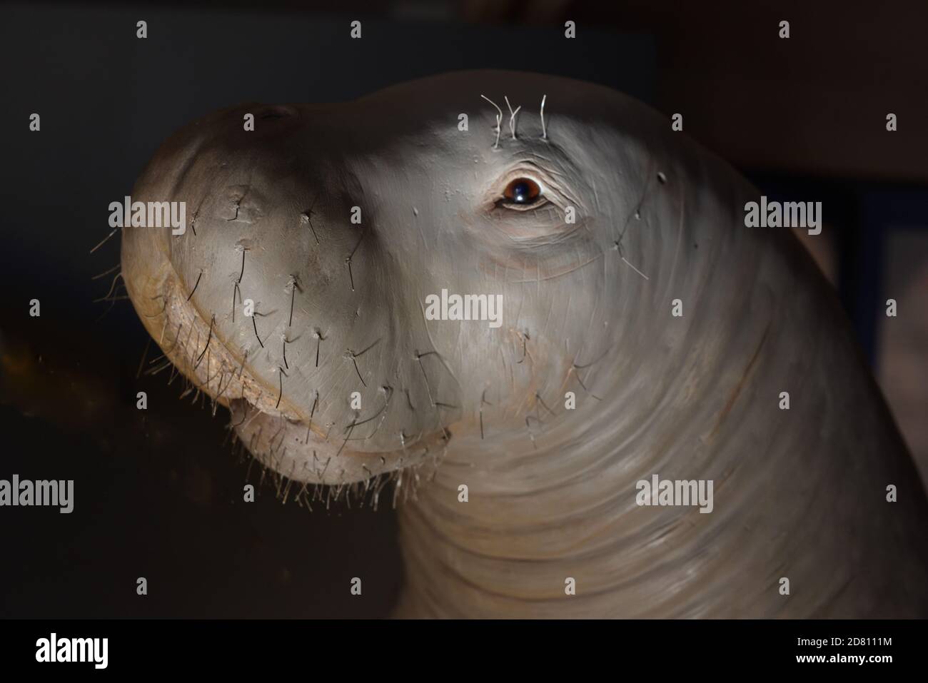Modell oder Porträt des nordamerikanischen Manatee aka West Indian Manatee oder Florida Manatee, Trichechus manatus latirostris, in Castellane Museum Provence Stockfoto