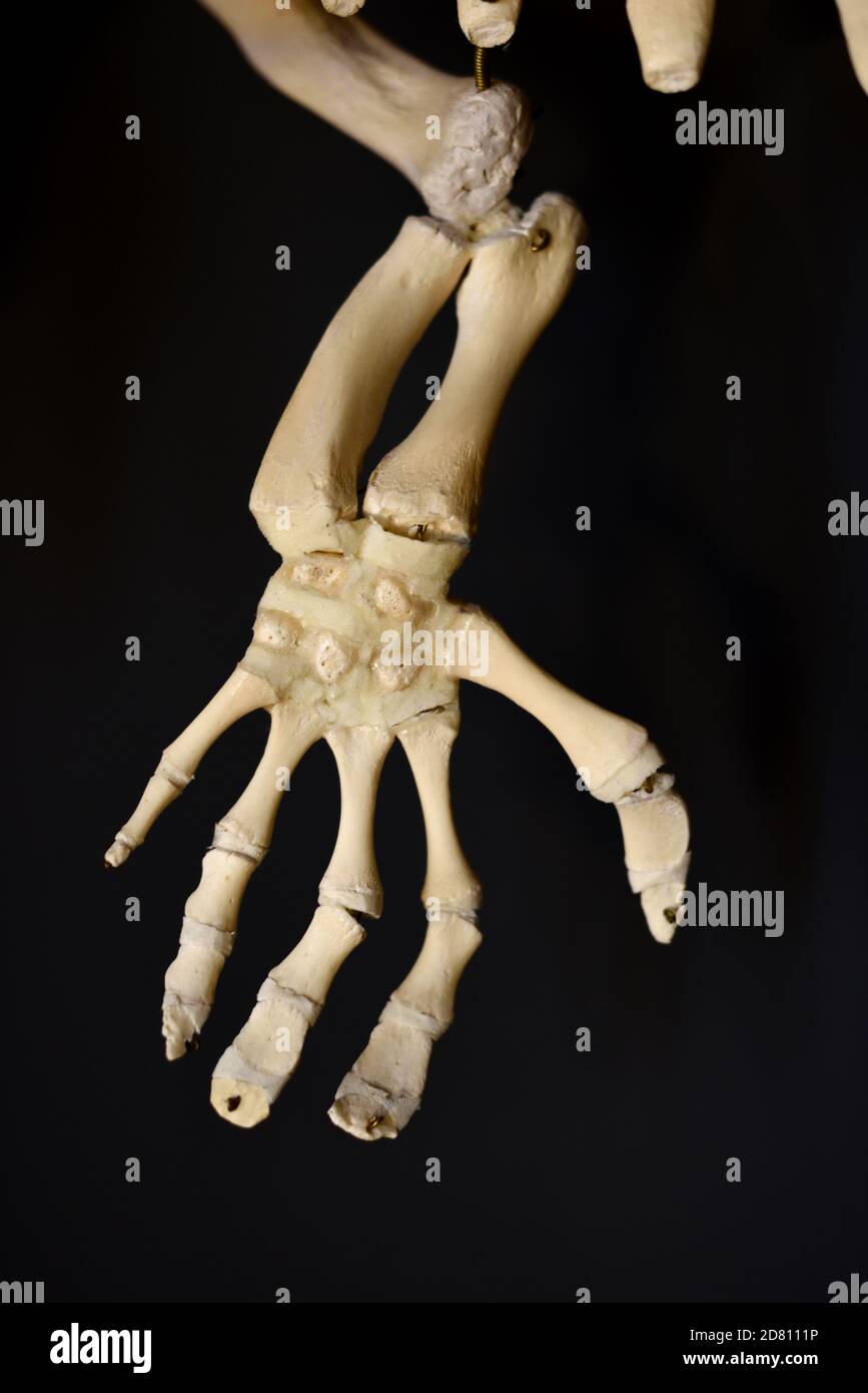 Hand oder Fin Bones of North American Manatee aka West Indian Manatee oder Florida Manatee Trichechus manatus latirostris in Castellane Museum Provence Stockfoto