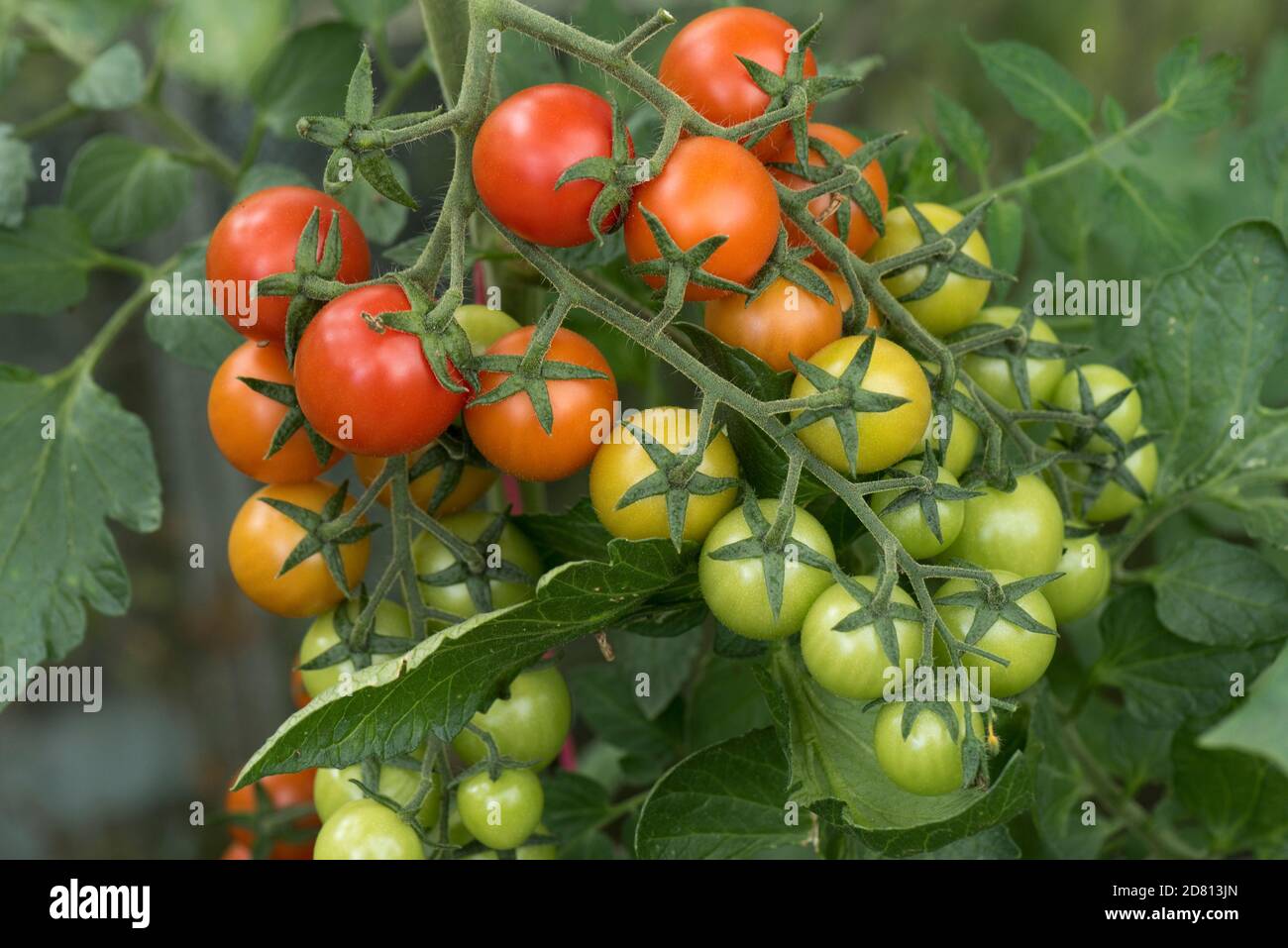 Gewächshaus angebaut Kirschtomaten Sorte "Sweet Million" grün und rot Reifefrucht auf mehreren Traversen, Berkshire, August Stockfoto