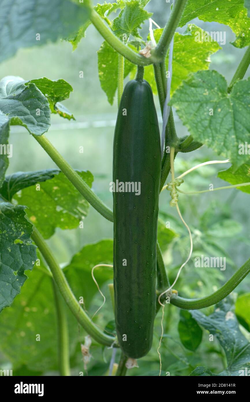 Eine reife Gurkenfrucht (Cucumis sativus) auf der Rebe in und ein Gartengewächshaus, Berkshire, Juli Stockfoto