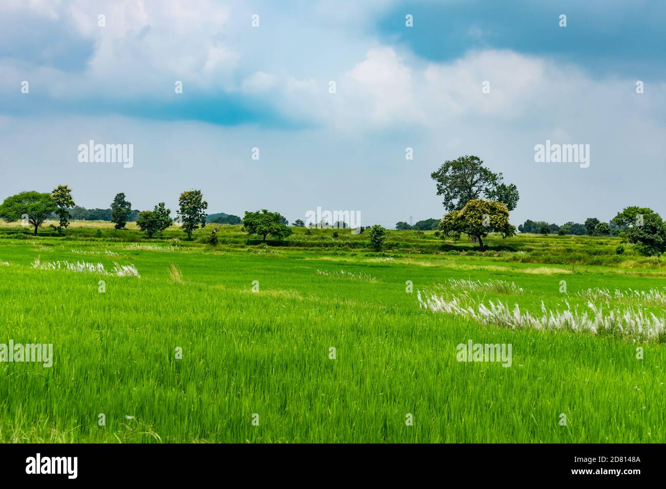 Village Greenery Paddy Landwirtschaft suchen genial im Winter season.beautiful Landschaft der indischen Dorf Landwirtschaft mit grünen Bäumen & blauen Himmel Wolken. Stockfoto