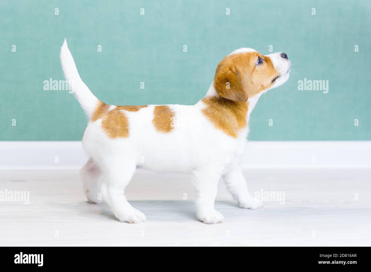 Ein schöner weißer Welpe Jack Russell Terrier mit braunen Flecken steht seitlich in einem Gestell, blickt auf einen weiß-grünen Hintergrund. Das Konzept des Hund trai Stockfoto