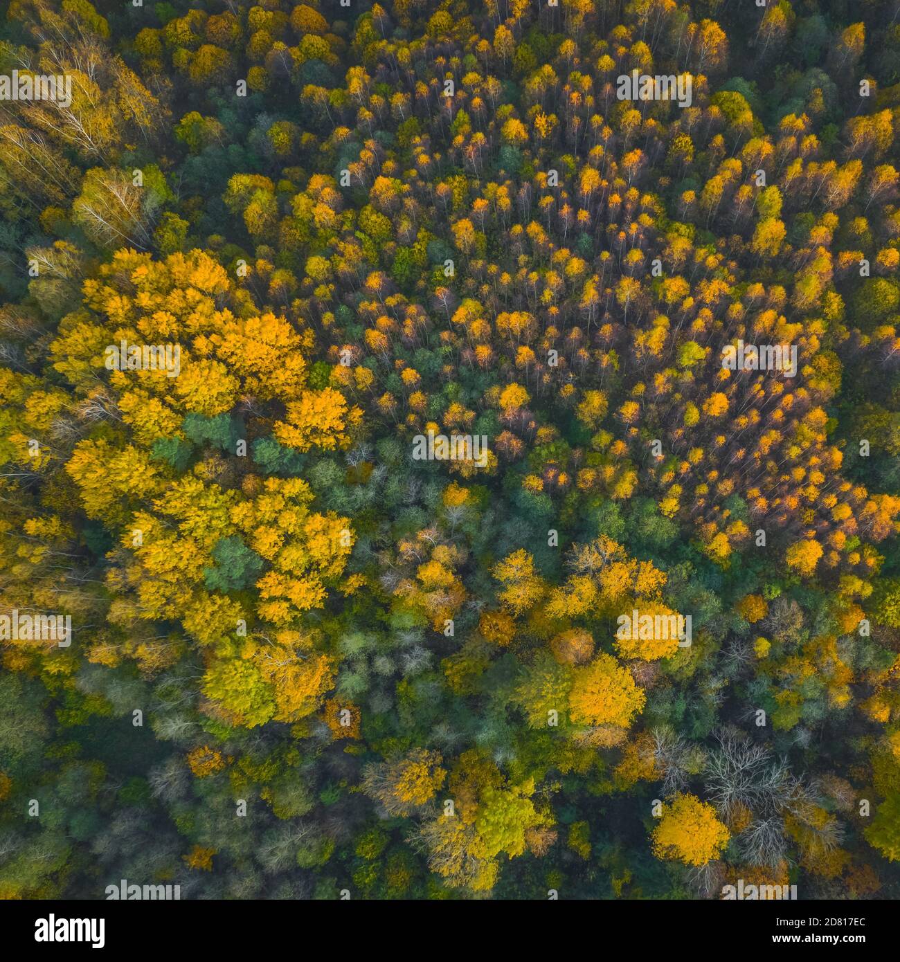 Luftaufnahme des farbigen Waldes im Herbst. Schöner Herbstwald mit gelben Bäumen. Draußen, Blätter. Stockfoto