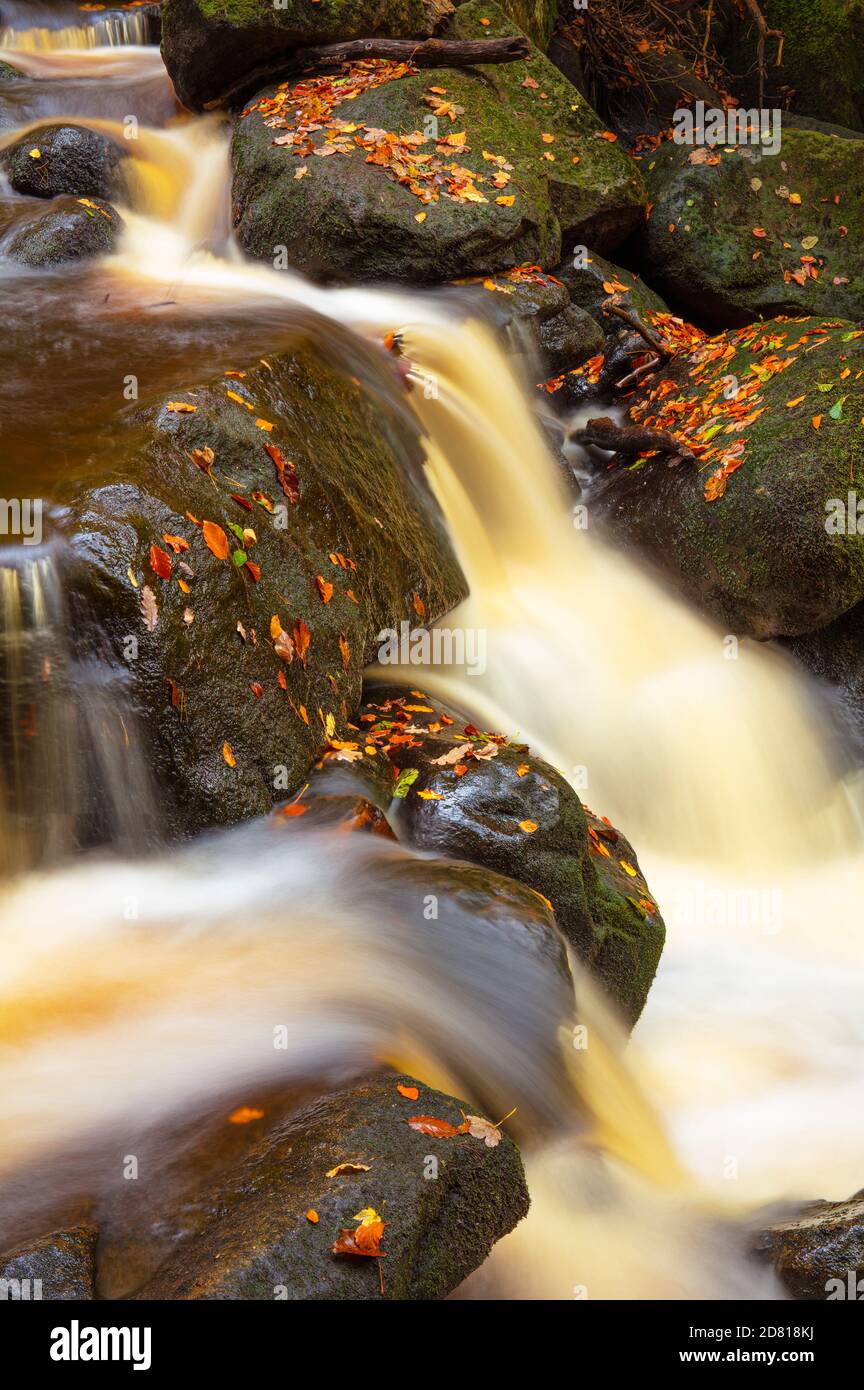 Derbyshire Peak District National Park Herbstblätter und Waterfall Burbage Brook in Padley Gorge, Grindleford, Derbyshire, England, Großbritannien, GB, Europa Stockfoto