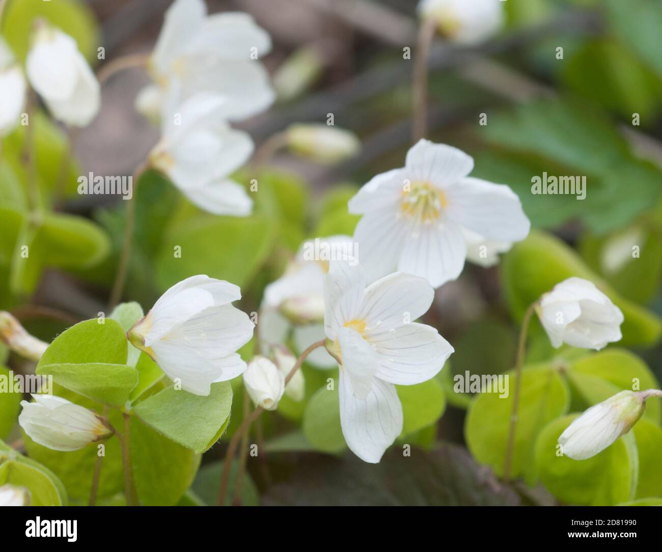 Sauerklee (Oxalis) blüht im Frühjahr, Nahaufnahme Stockfoto