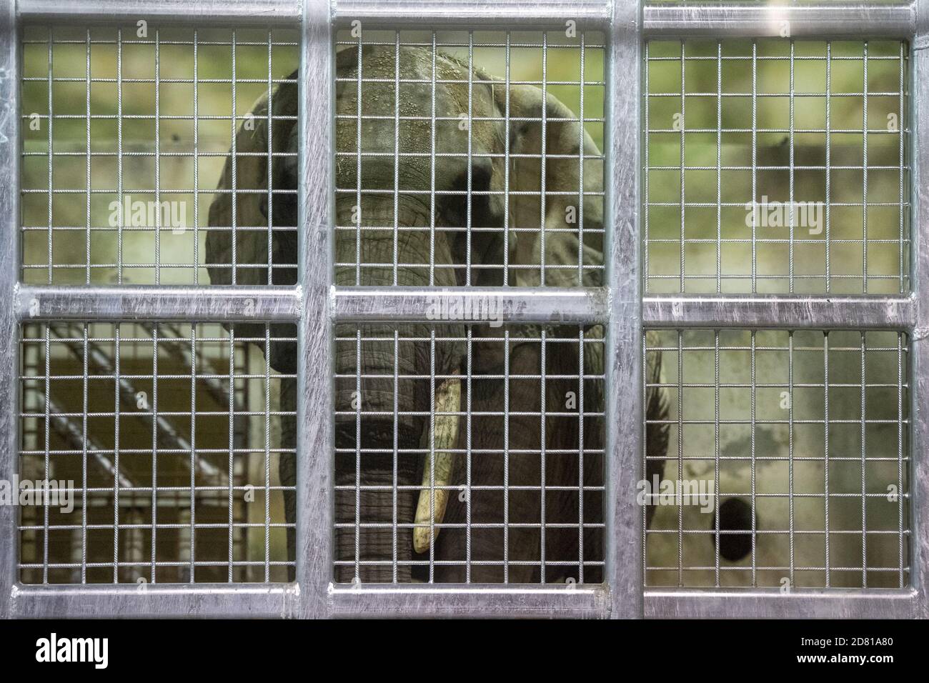 Drumbo, die 46-jährige afrikanische Elefantenweibin aus dem Wiener Schönbrunn Zoo, kam am 23. Oktober 2020 im Zoo Dvur Kralove in Tschechien an. Der Zoo Dvur Kralove hat sich auf afrikanische Arten im Allgemeinen spezialisiert und hält seit 1969 afrikanische Elefanten. Die Ankunft von Drumbo soll das soziale Leben der einheimischen Frauen Saly und Umbu bereichern, die 38 und 39 Jahre alt sind. (CTK Photo/David Tanecek) Stockfoto