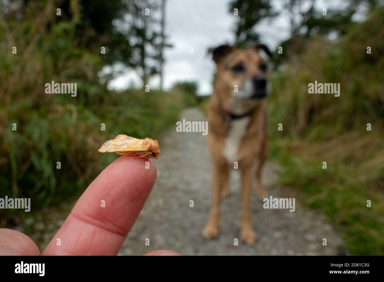 Mittelsperriges Sperling Motte (Atethmia centrago) aus der Mitte des Weges von einer Person, die ihren Hund, britische Tierwelt gerettet Stockfoto