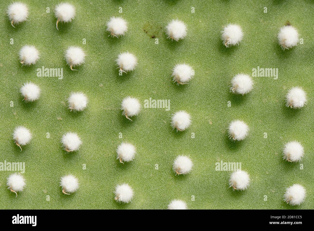 Angel Wings / Polka-Dot Kaktus (Opuntia microdasys albispina), eine mexikanische Art, Nahaufnahme von Wirbelsäulenhaufen, Mallorca. Stockfoto