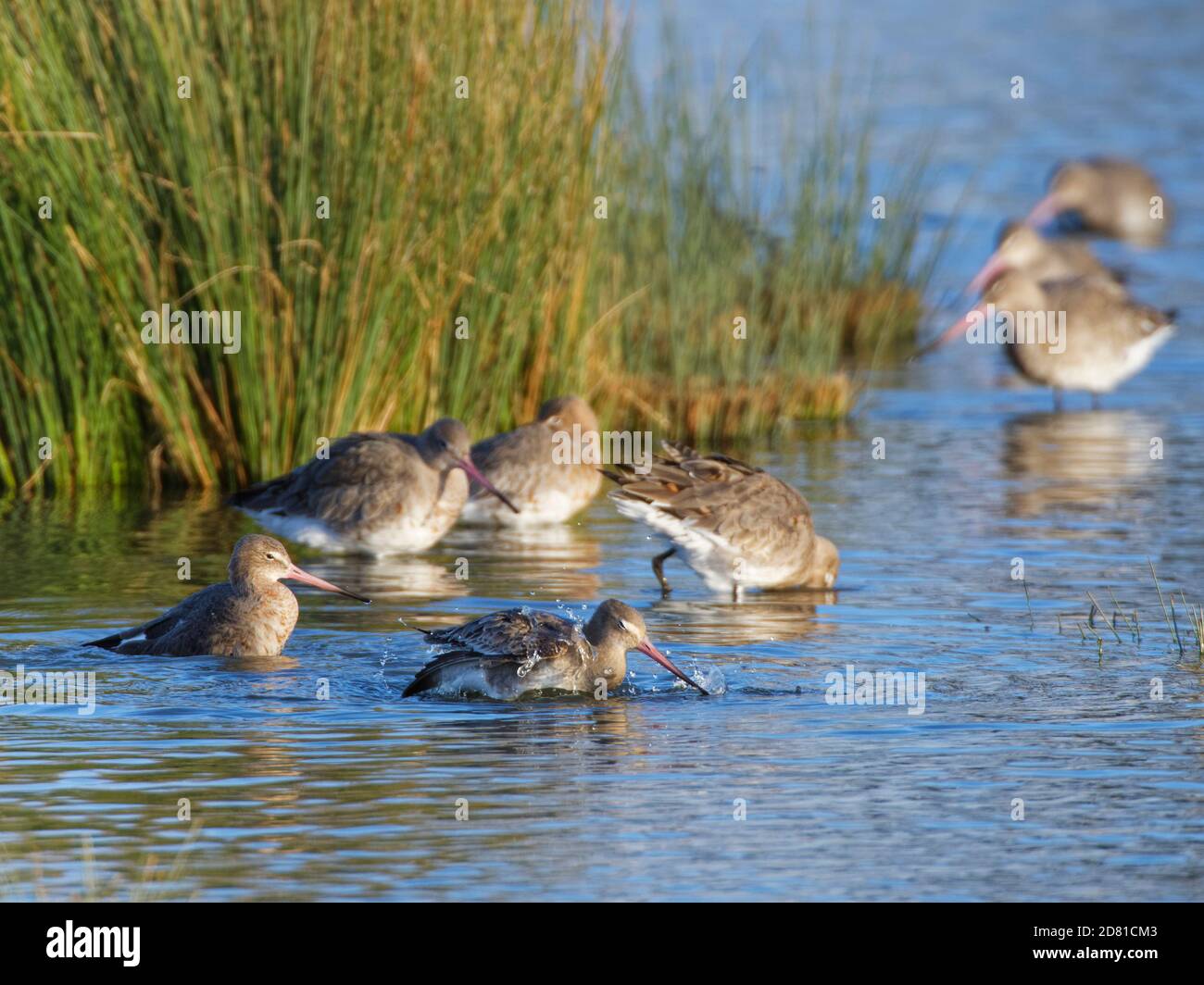 Schwarzschwanzgodwit (Limosa limosa) Gruppe Roostening, Baden und Nahrungssuche in den sumpfigen Rändern eines flachen Sees, Gloucestershire, Großbritannien, Februar. Stockfoto