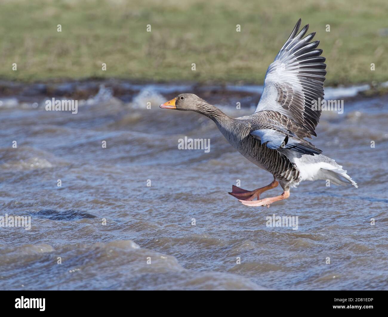 Graugans (Anser anser), die sich an einem windigen Tag auf überschwemmten sumpfigen Weideland vorbereiten, Gloucestershire, Großbritannien, Februar. Stockfoto