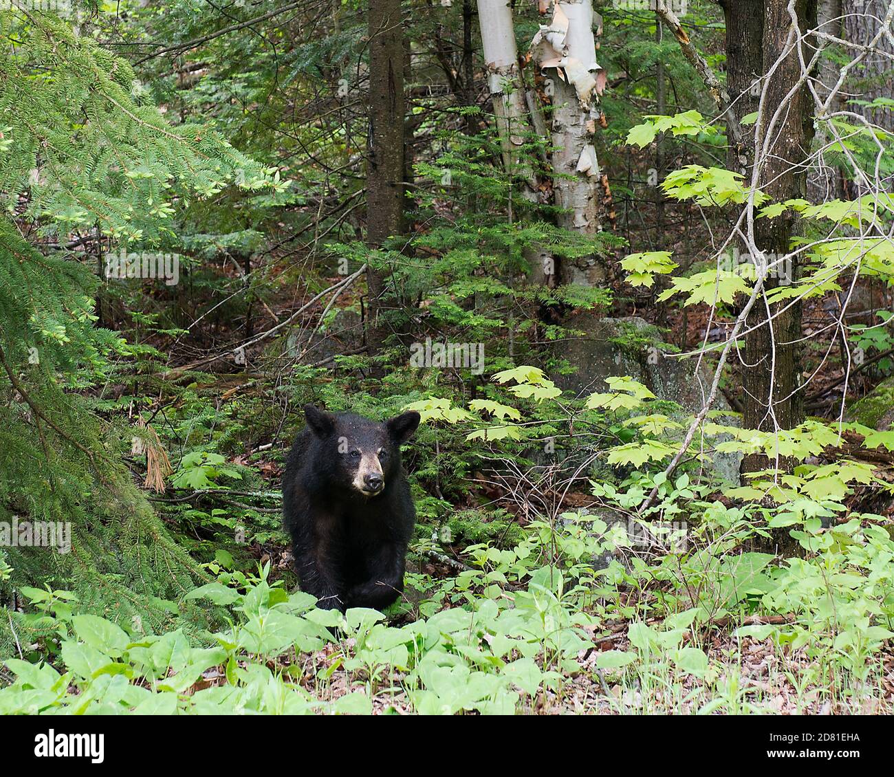 Schwarzbär Nahaufnahme Profilansicht im Wald Blick auf die Kamera, zeigt Kopf, Ohren, Augen, Nase, Schnauze, in seinem Lebensraum und Umgebung mit Stockfoto