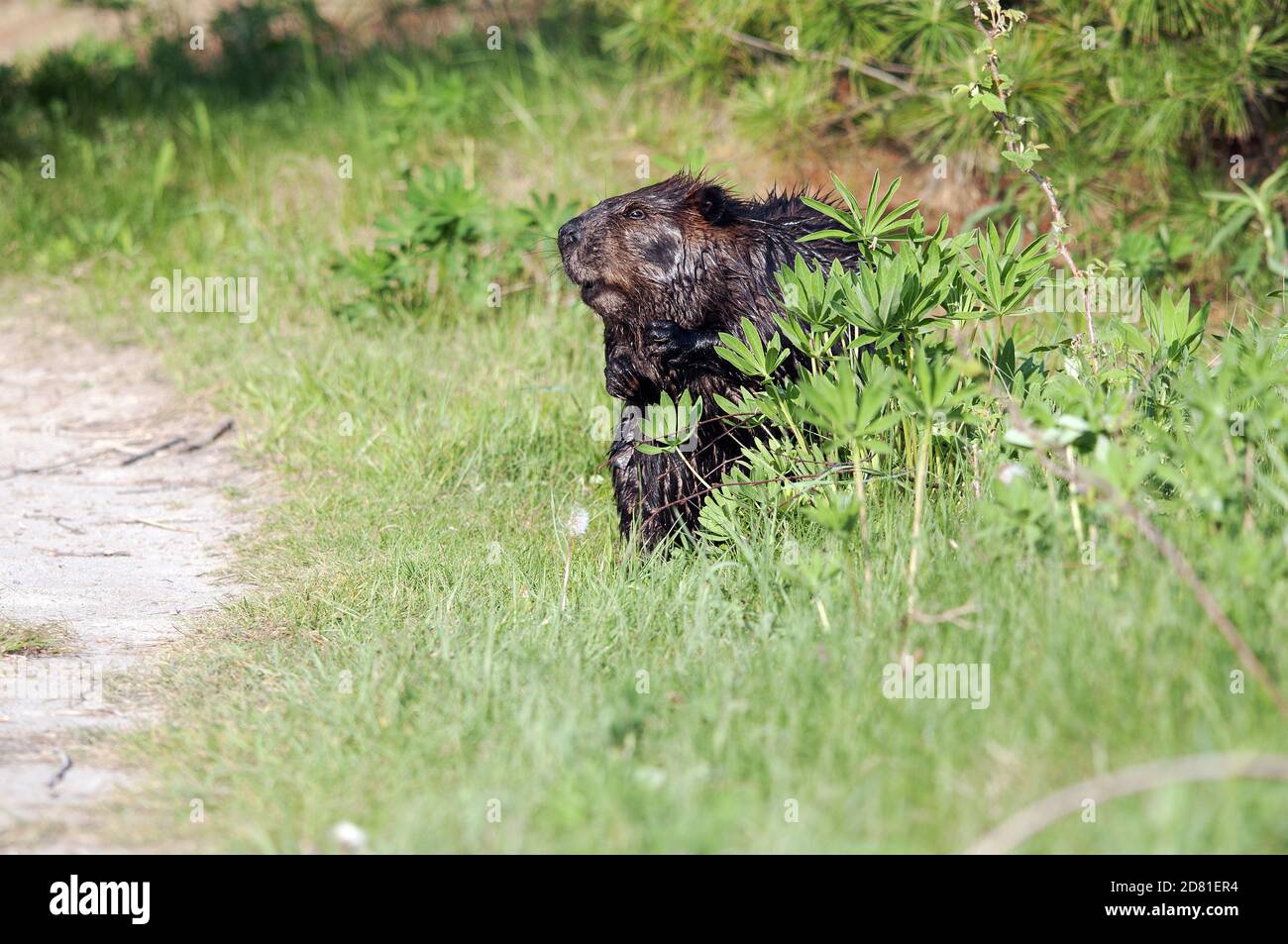 Biber close-up Profilansicht versteckt hinter Laub und Blättern Belichtung braunen Fell, Kopf, Augen, Ohren, Nase, Mund, Pfoten, und nasses Fell in seinem Lebensraum. Stockfoto