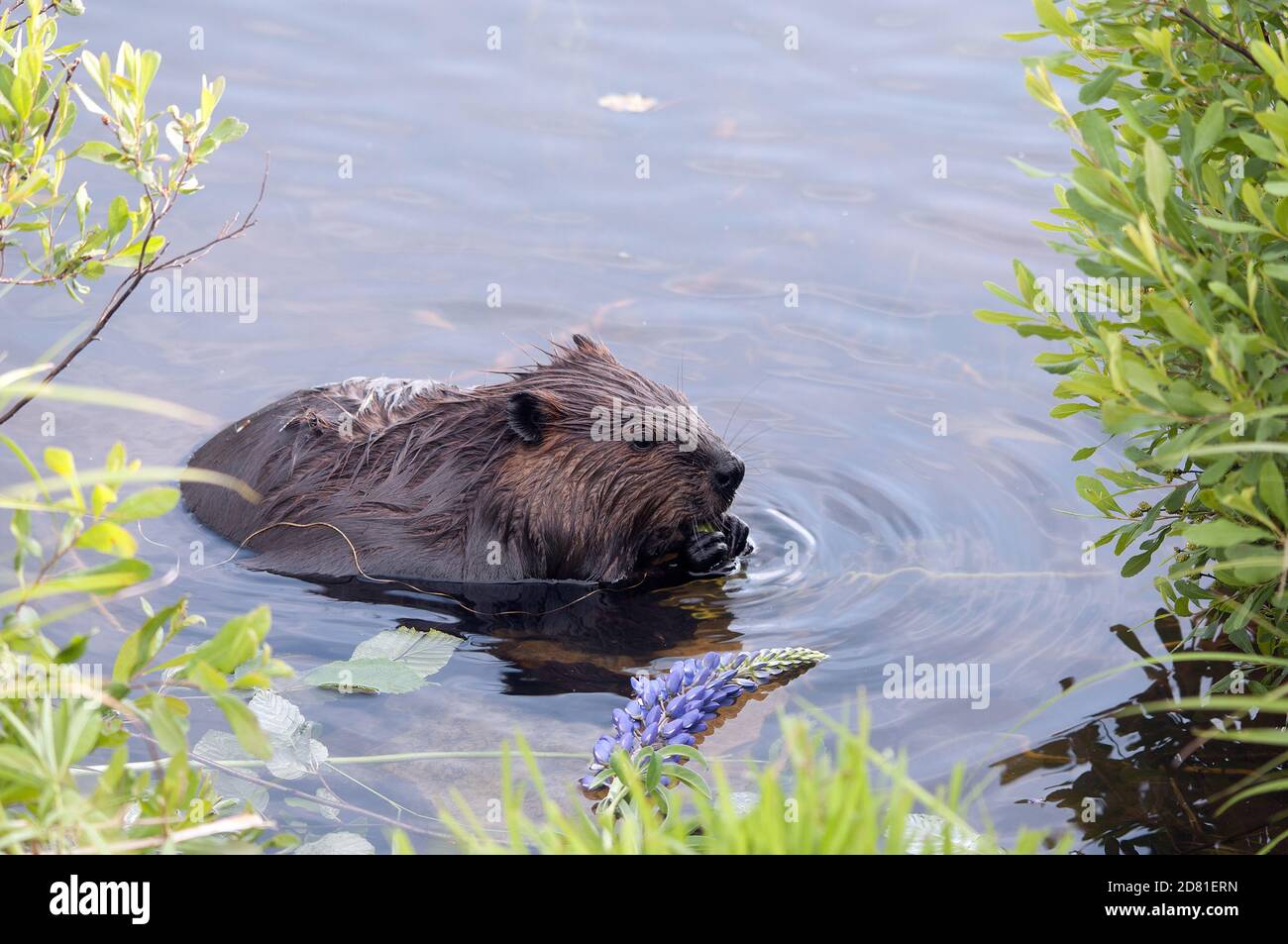 Biber Nahaufnahme Profil essen Lilie Blumen im Wasser, zeigt braune Pelzfell, Körper, Ohren, Nase, Pfoten, Krallen, Schnurrhaare mit grünem Laub. Stockfoto