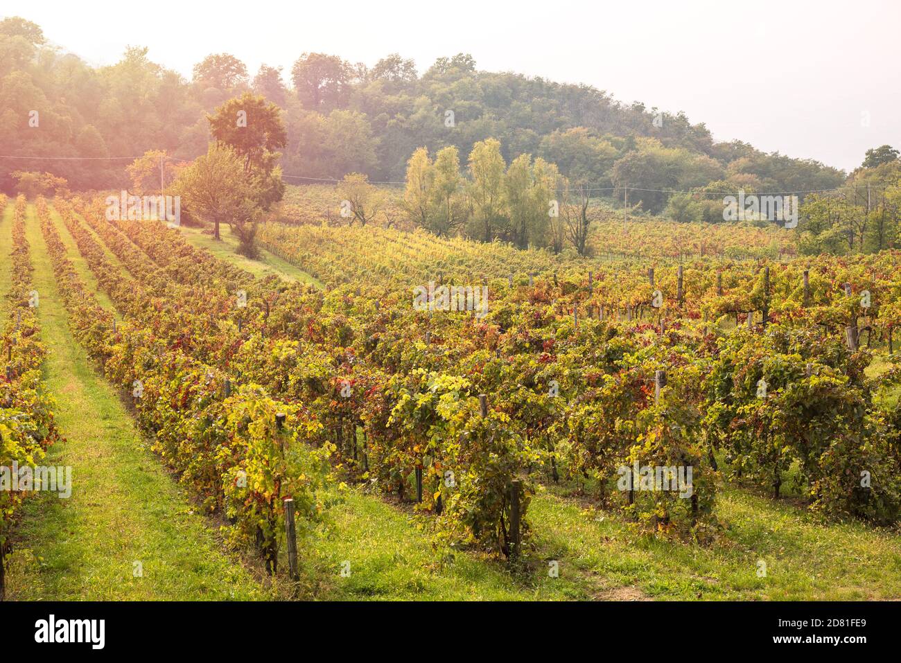 Reihe von Reben, die rot und gelb in Hangfeld Im Herbst Stockfoto