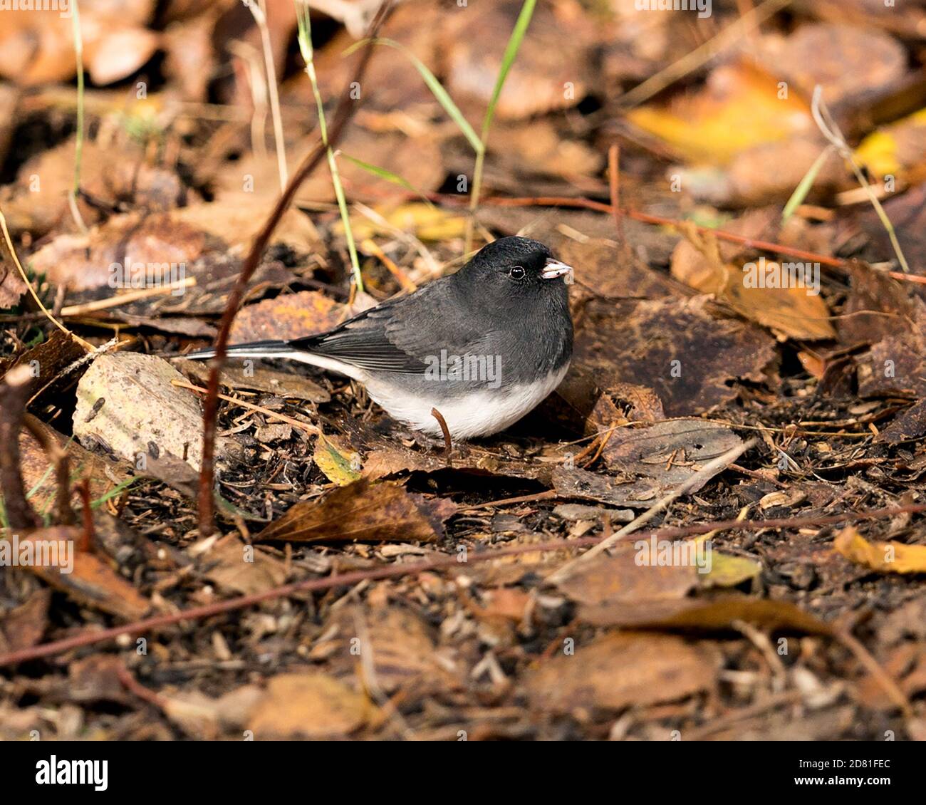 Junco Nahaufnahme Profilansicht auf dem Boden mit braunen Blättern in der Herbstsaison in seiner Umgebung und Lebensraum. Junco-Bild mit dunklen Augen. Bild. Stockfoto