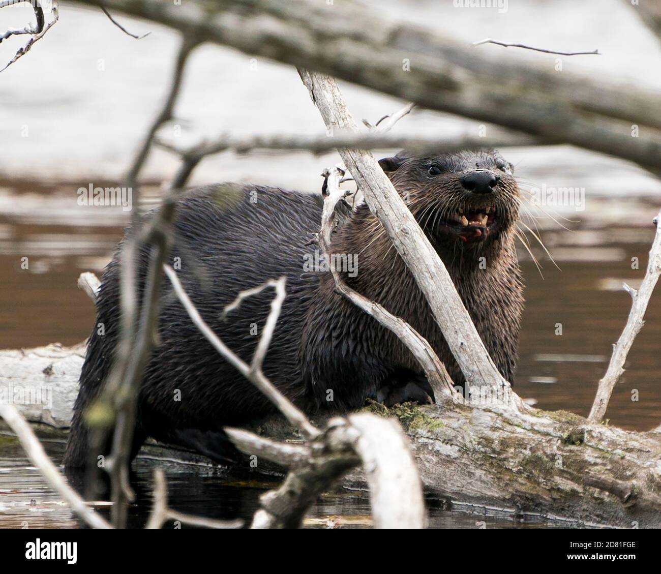Otter auf einem Baumstamm am Wasser mit einem unscharfen Hintergrund zeigt Zähne, offenen Mund in seiner Umgebung und Lebensraum. Stockfoto