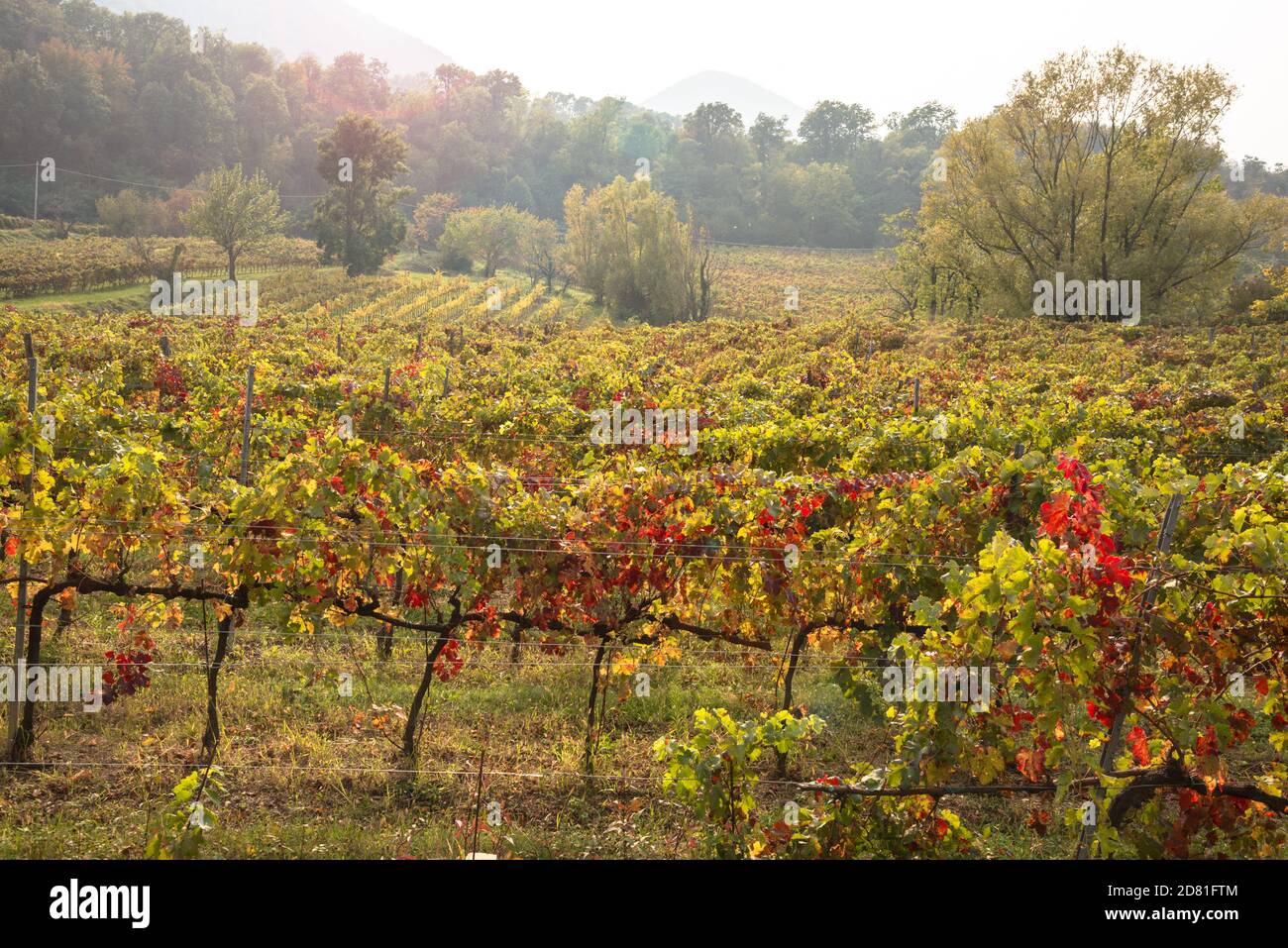 Reihen von Reben, die in einem Weinberg im Herbst gelb und rot werden. Streulicht. Stockfoto