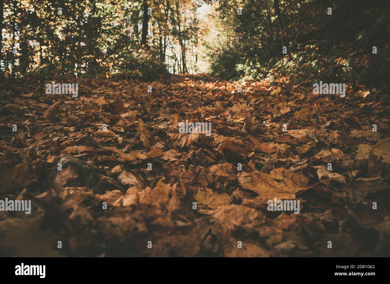 Saisonales Design. Herbst Blätter in einem Wald Matt Browny Farbe Sortierung. Stockfoto