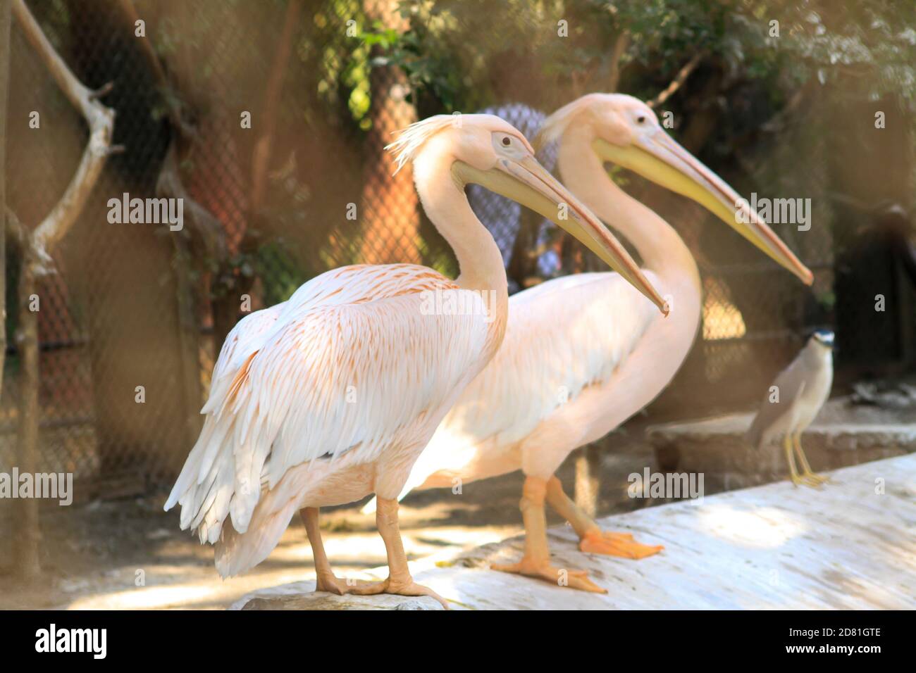 Zwei große rosa Pelikane stehen an einem sonnigen Tag in der Lagune. Stockfoto