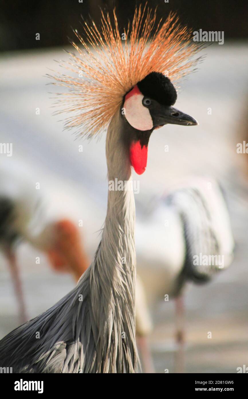 National Bird of Uganda grau gekrönt Kran, Nahaufnahme von Kopf und Hals. Weichzeichnen Hintergrund Foto Stockfoto