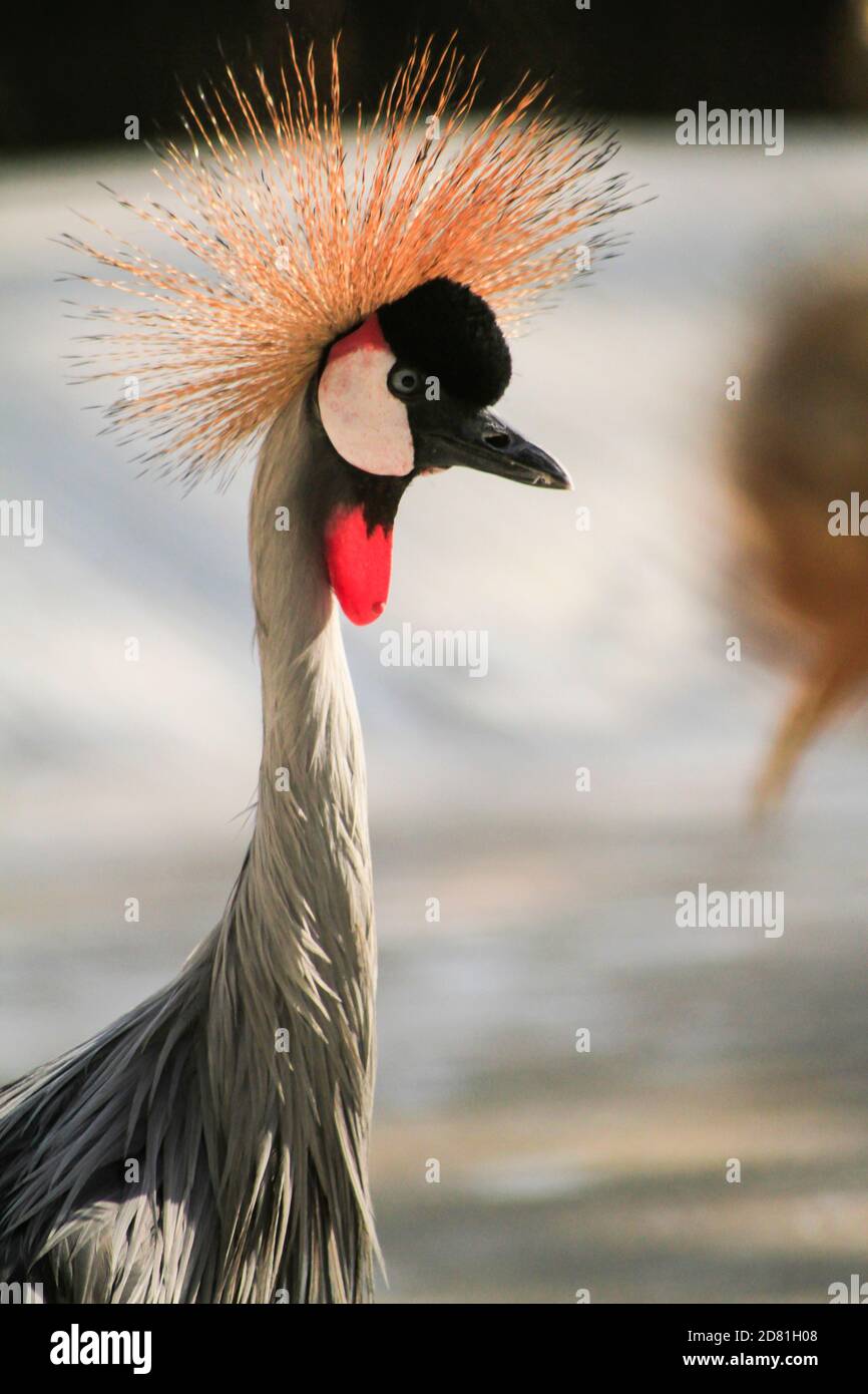 National Bird of Uganda grau gekrönt Kran, Nahaufnahme von Kopf und Hals. Weichzeichnen Hintergrund Foto Stockfoto