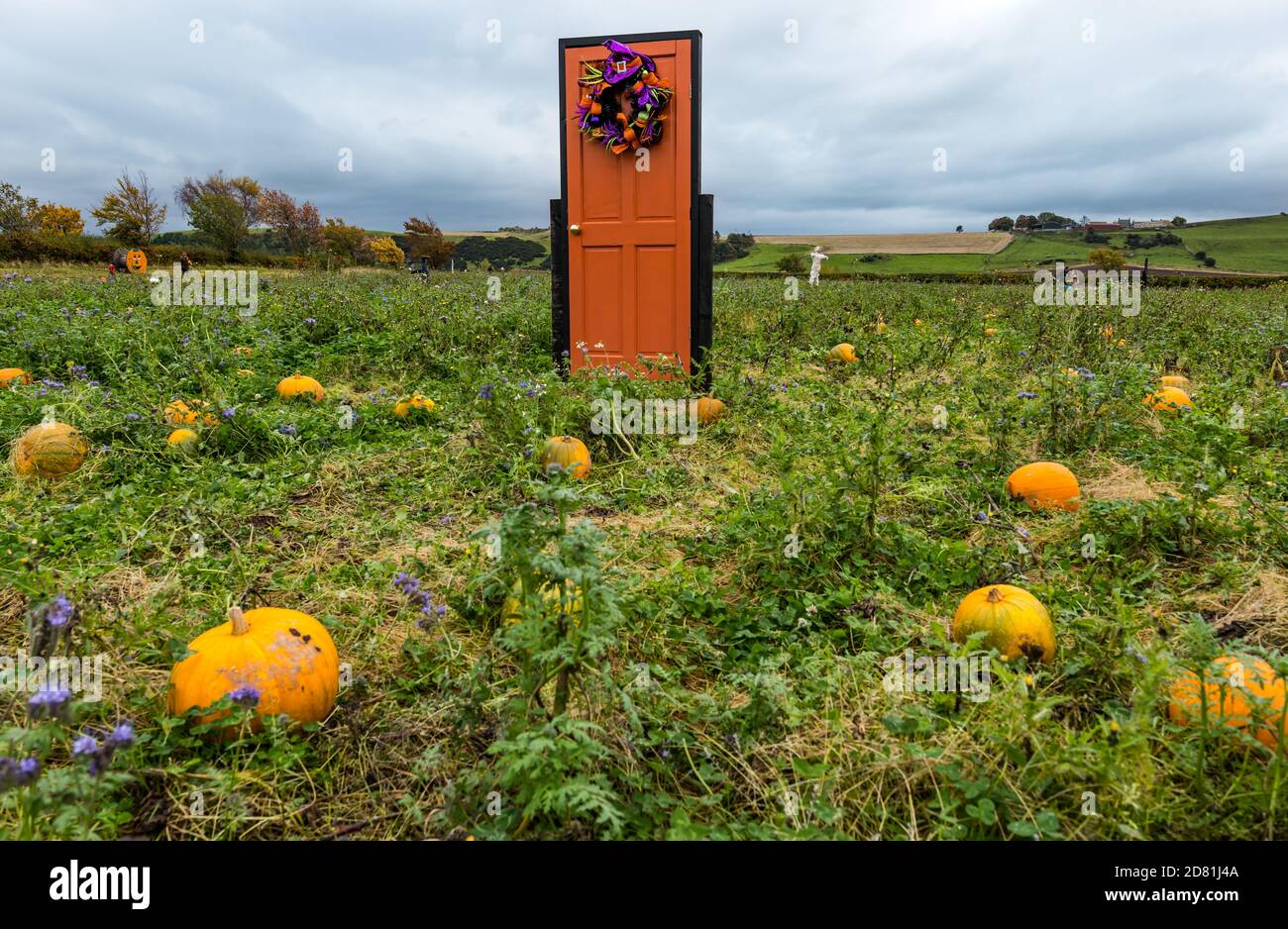 Skurrile Halloween-Thementür im Kürbisfeld, Kilduff Farm, East Lothian, Schottland, Großbritannien Stockfoto