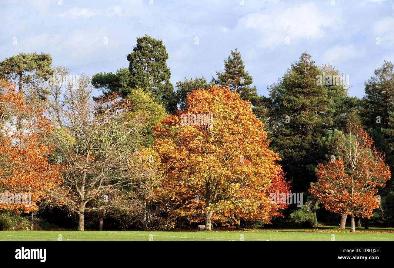 Bedford Park, Bedfordshire. Oktober 2020. Bäume und Blätter in ihrem Höhepunkt der schönen Herbstfärbungen rund um Bedford Park an einem hauptsächlich sonnigen Oktobernachmittag. Bedford, Großbritannien 26. Oktober 2020 Credit: KEITH MAYHEW/Alamy Live News Stockfoto