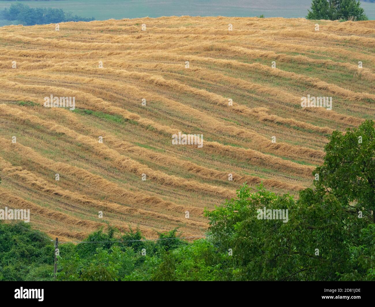 Reihen von Stroh in einem Weizenfeld in den Hügeln Nach der Ernte Stockfoto