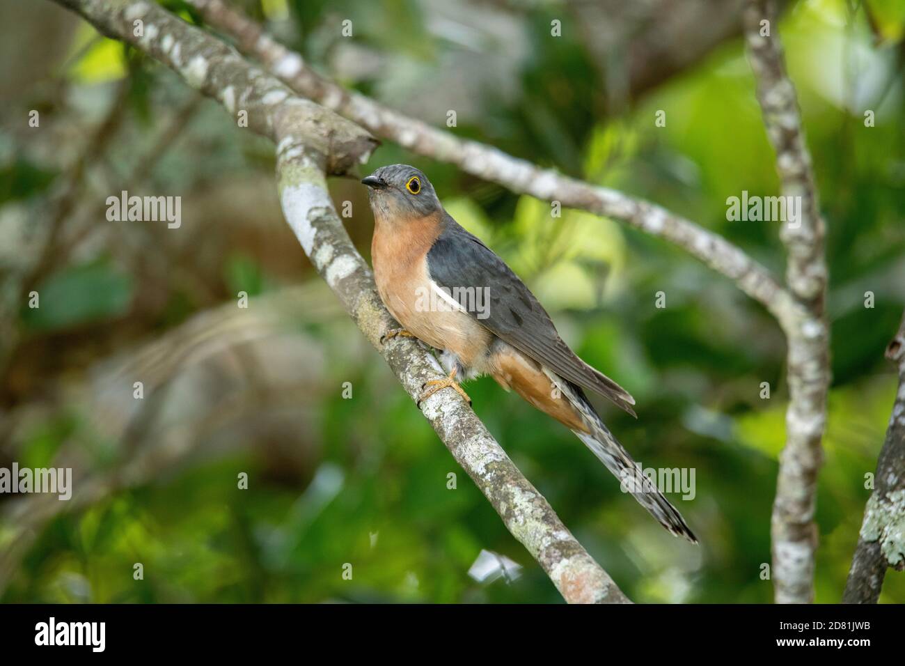 Fan-tailed Cuckoo Cacomantis flabelliformis Nerada Tea Plantation, Glen Allyn, Queensland, Australien 5 November 2019 Erwachsene Cuculidae Stockfoto